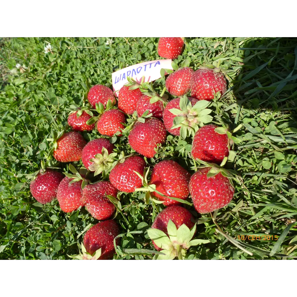 Земляника садовая «Шарлотта» 9x15 см 82625409 STLM-2108512 PLANTMARKET  - Вид №2
