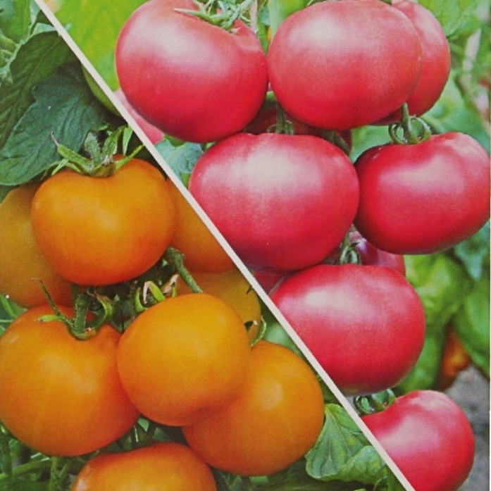 САДОК Томат «Сладкая парочка» - смесь желтых и розовых сортов 82110722