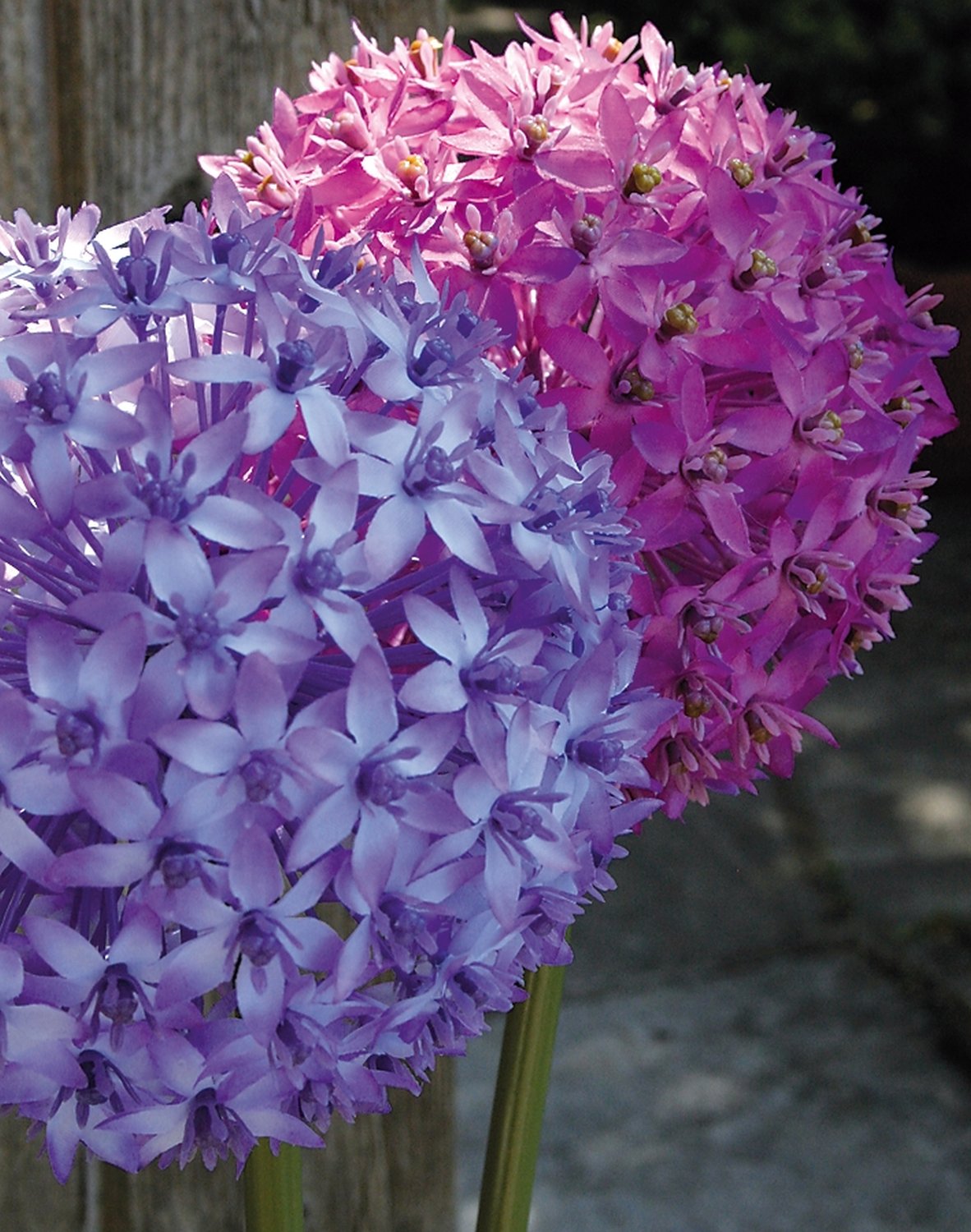 3527 222 a3 Искусственный лук, 80 см, темно-фиолетовый H-andreas  - Вид №6