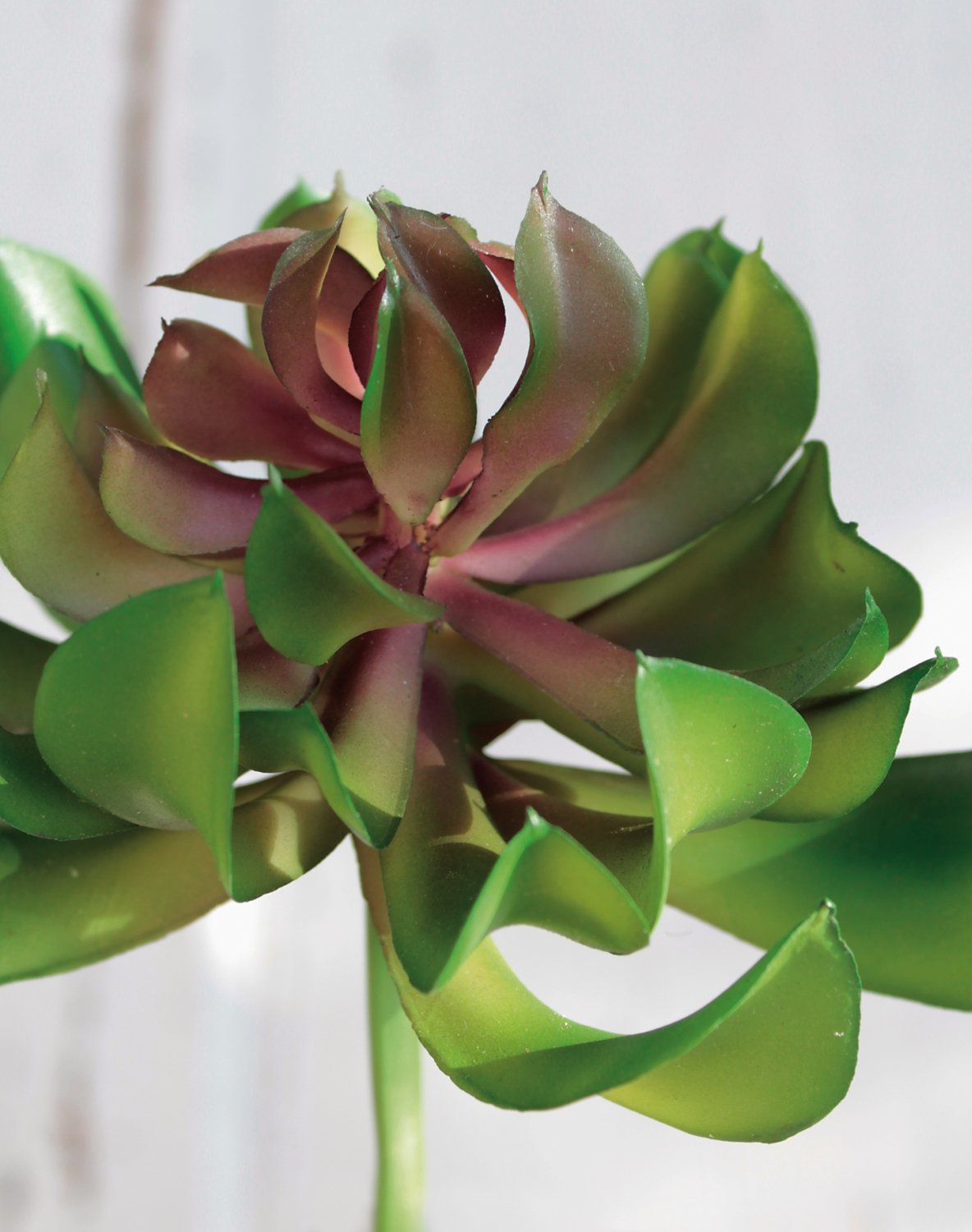 6487 883 a3 Эониум искусственный на палочке, 13 см, Ø 10 см, зеленый H-andreas 