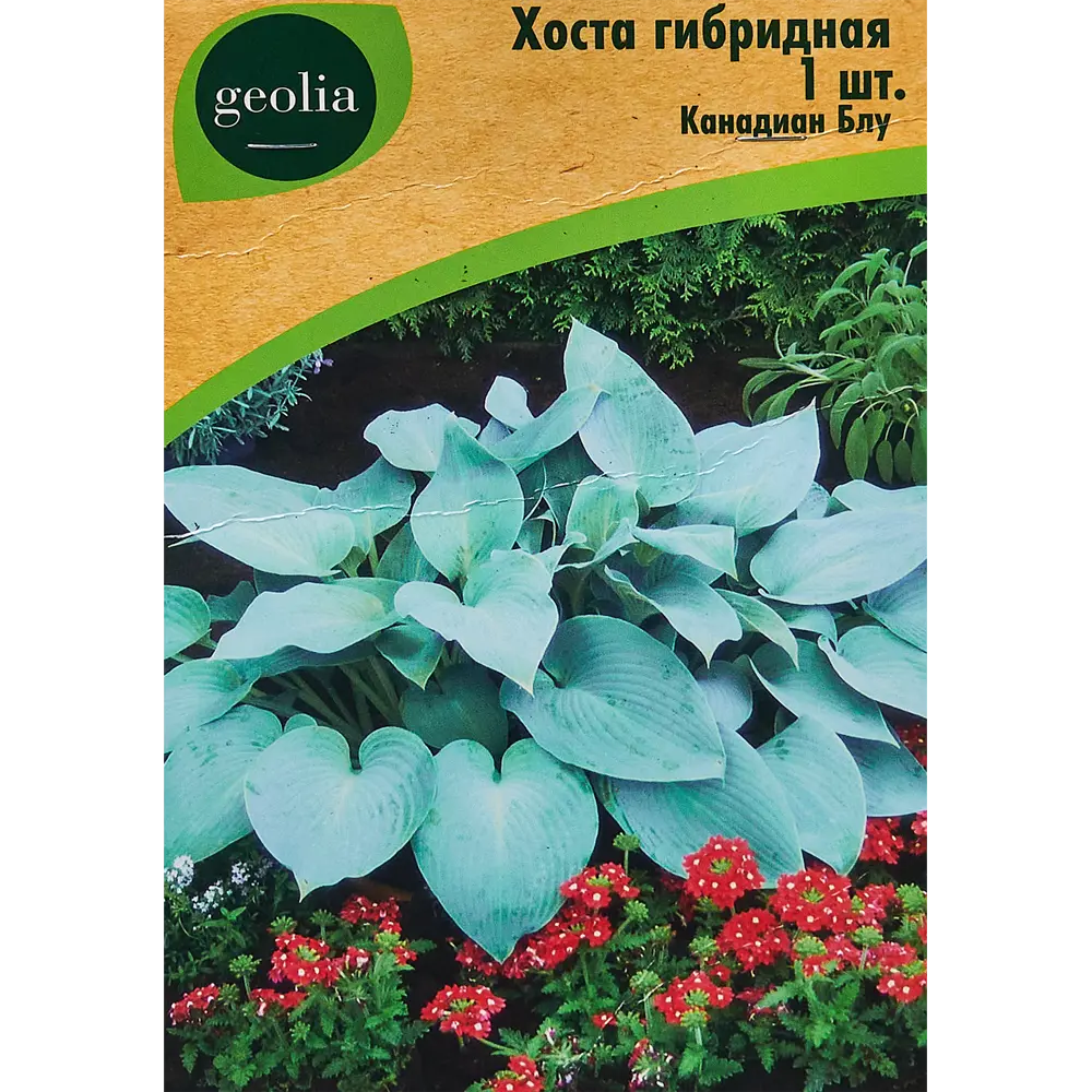 Хоста гибридная Канадиан Блу 86408586 STLM-2038356 Santreyd 