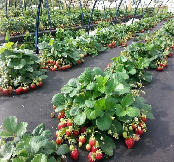 Геотекстиль 100 Строительный и садовый 1,6м ГеоПластБорд GPBST-106 - Вид №6