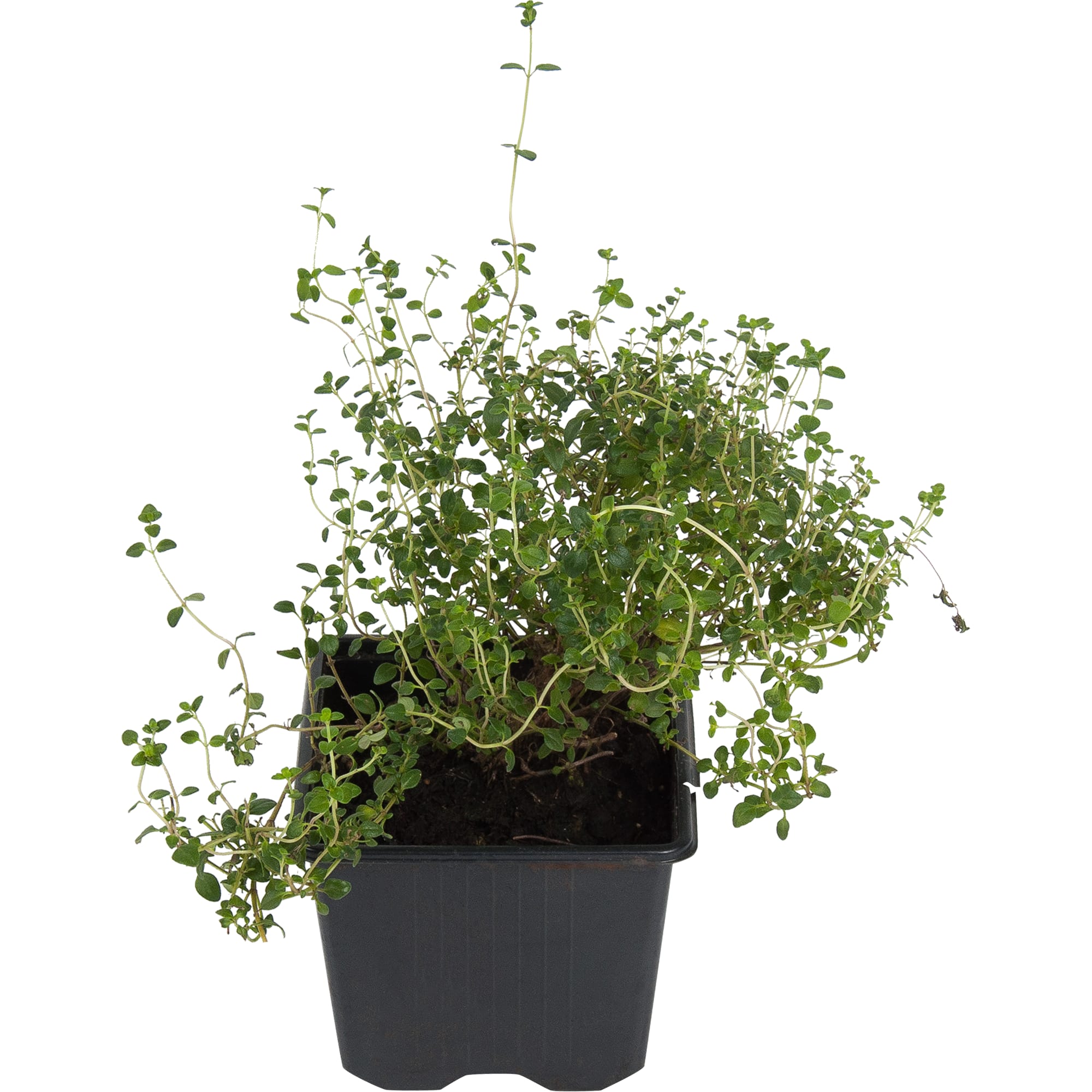 83248601 Тимьян ø9 h15 см Santreyd 