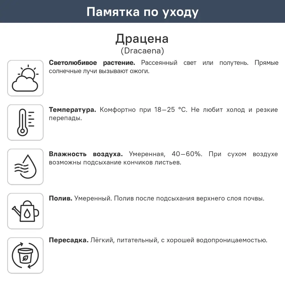 Драцена Гавайская ø21 h120 см 89390297 STLM-2030692 Santreyd  - Вид №1