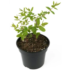 Santreyd Жимолость Нимфа - саженец плодового кустарника с десертными ягодами 84841680