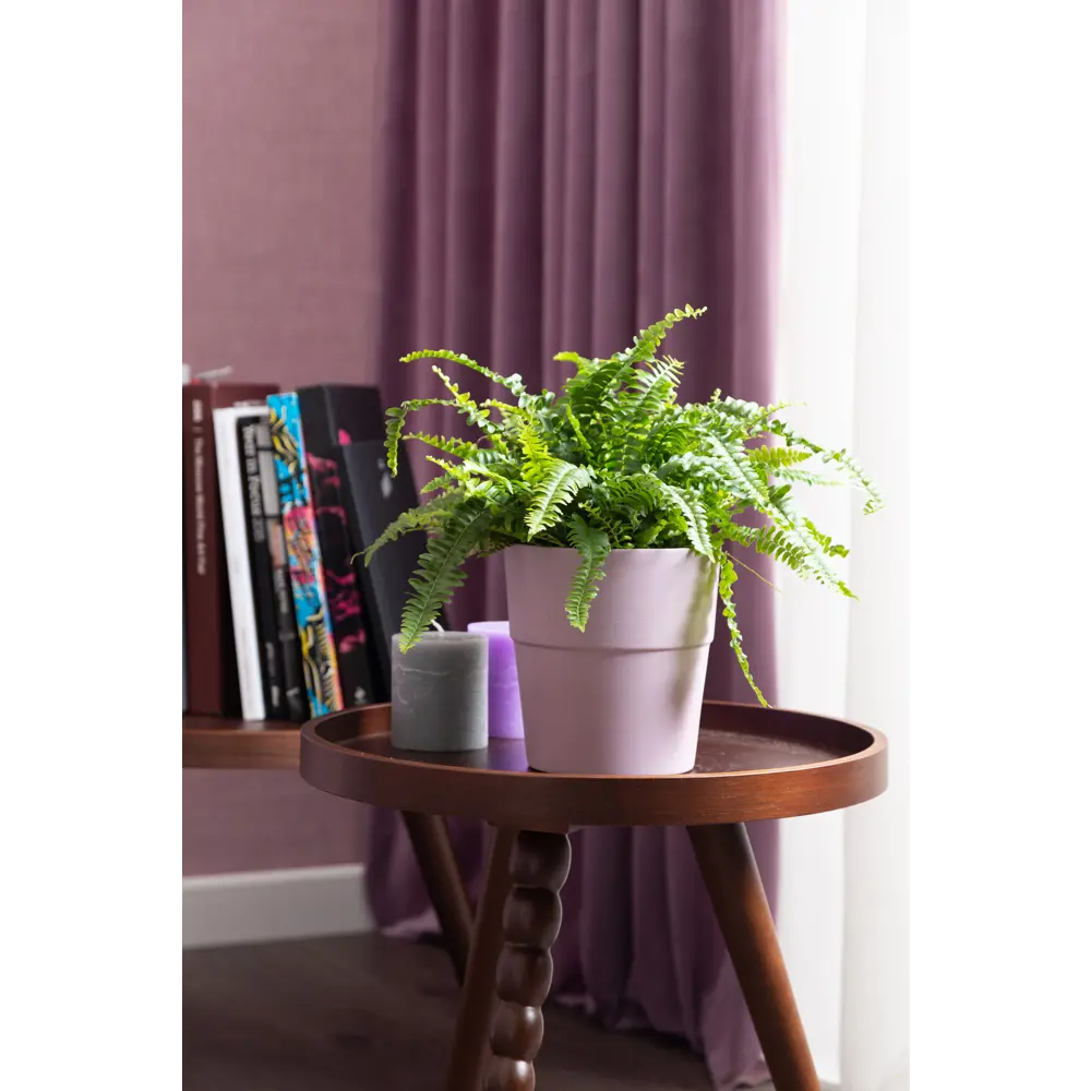 Santreyd Нефролепис Грин Леди — пышный папоротник для дома 13534108 STLM-0003273 - Вид №6