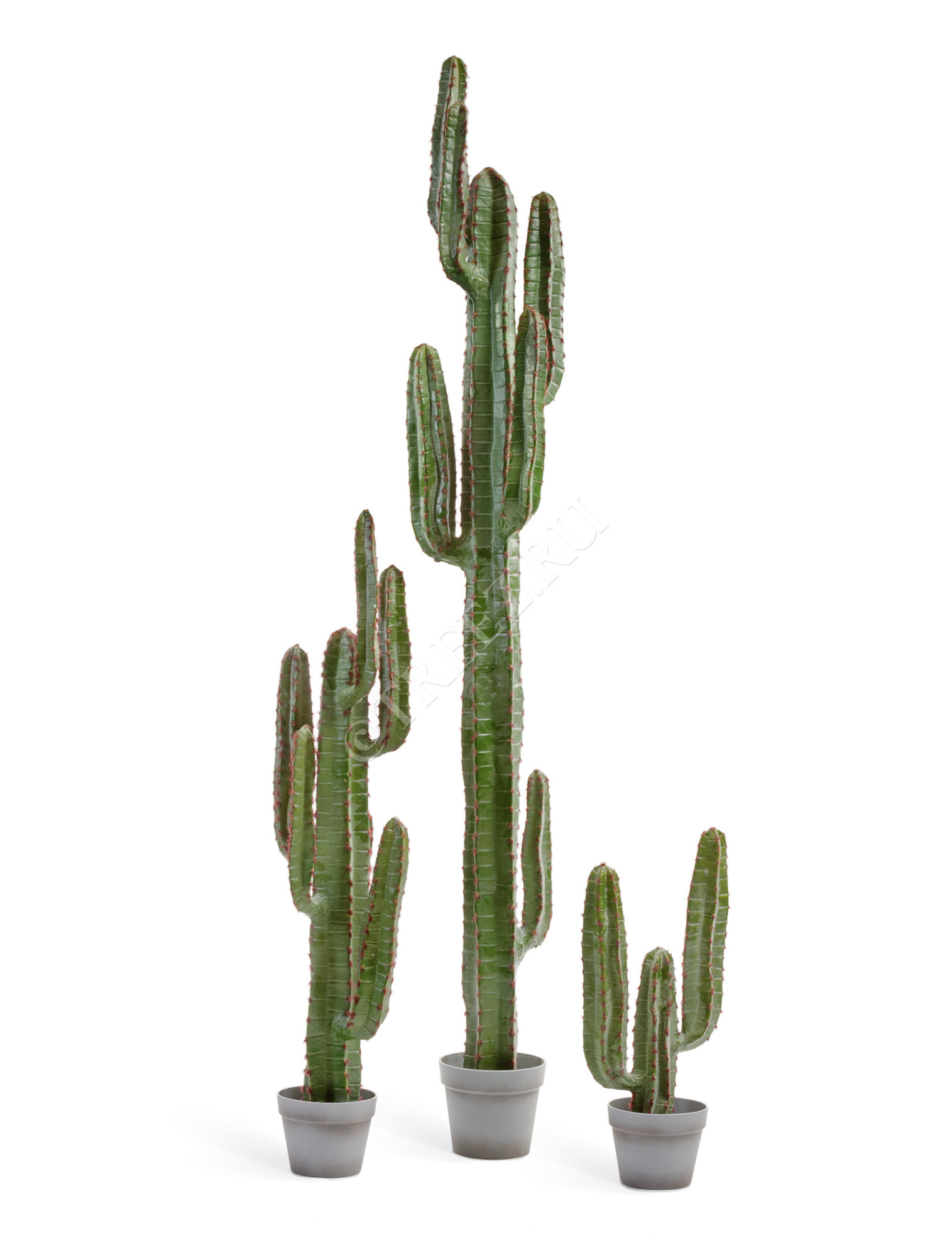 10.091827N Кактус Цереус Мексиканский Цветочная коллекция 