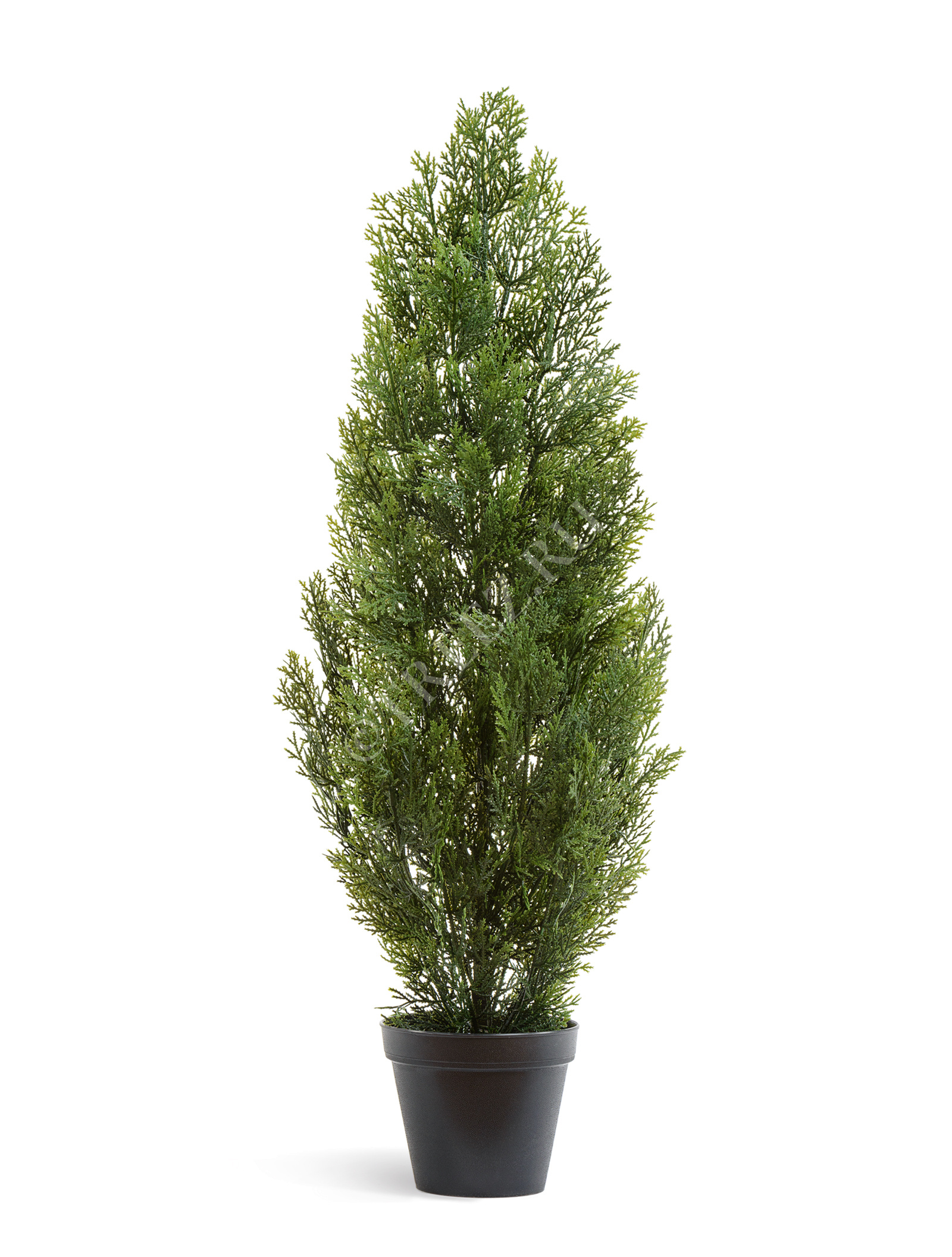 10.0215054/4N Туя Эйр Элеганс уличная Цветочная коллекция  - Вид №2