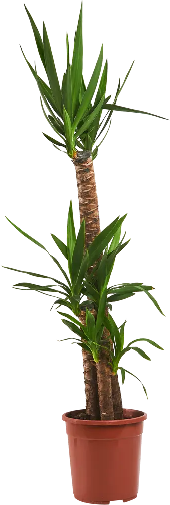 Santreyd Юкка — элегантное комнатное растение 140 см 11945536