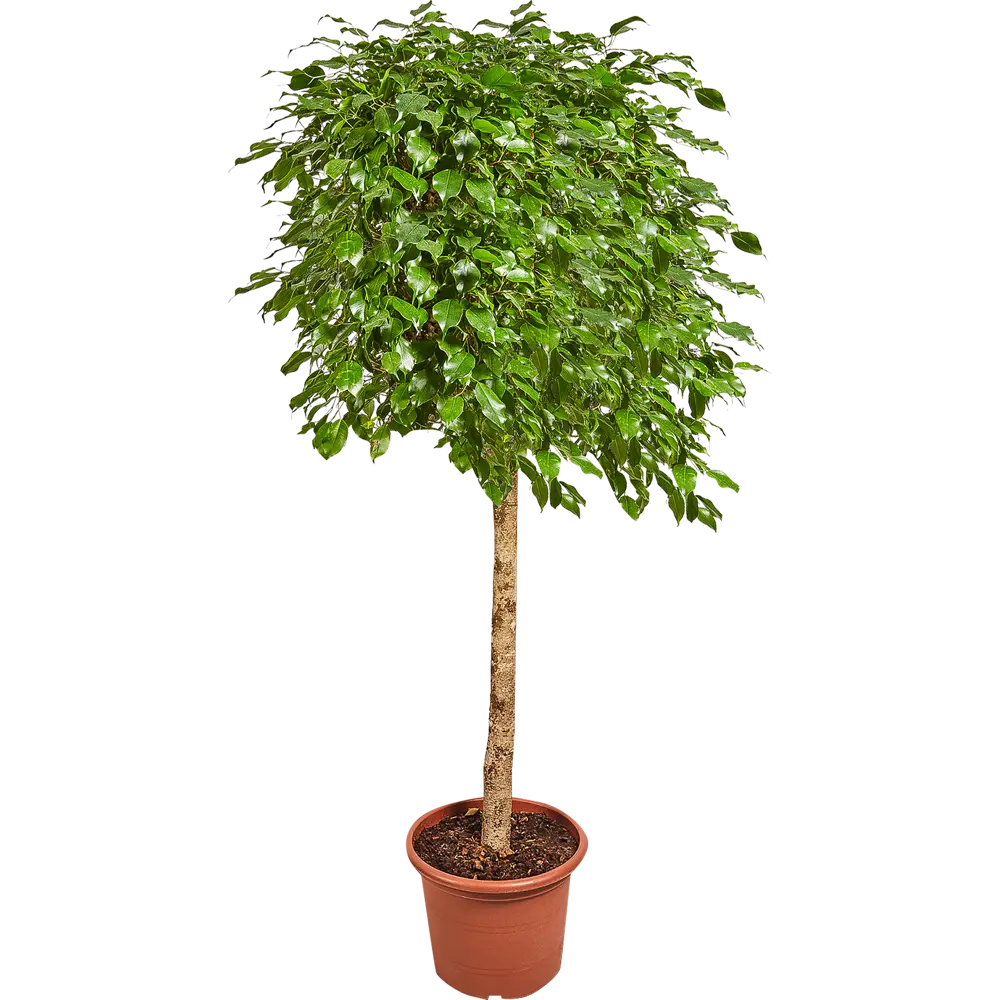Фикус экзотика 40x180 см 82849684 STLM-2151489 Santreyd 