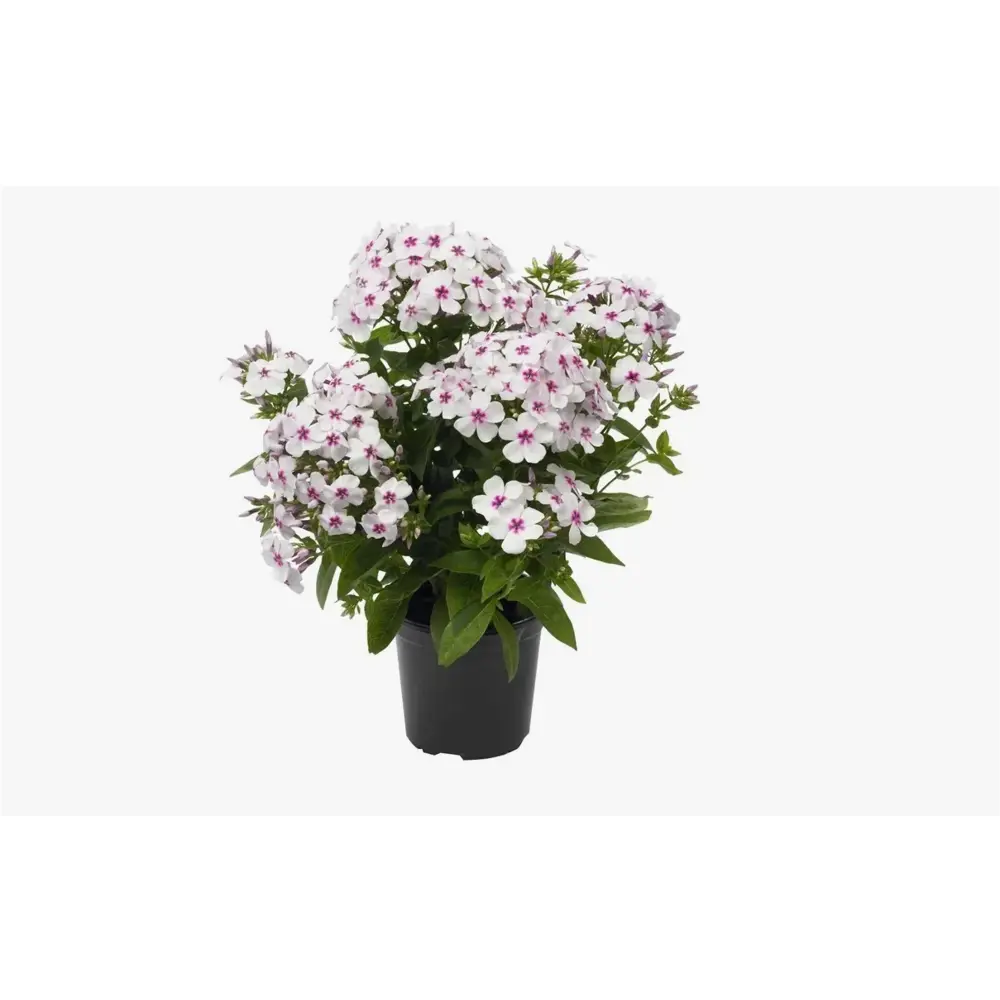 Флокс микс ø9 h10 см 89421595 STLM-2117999 Santreyd 