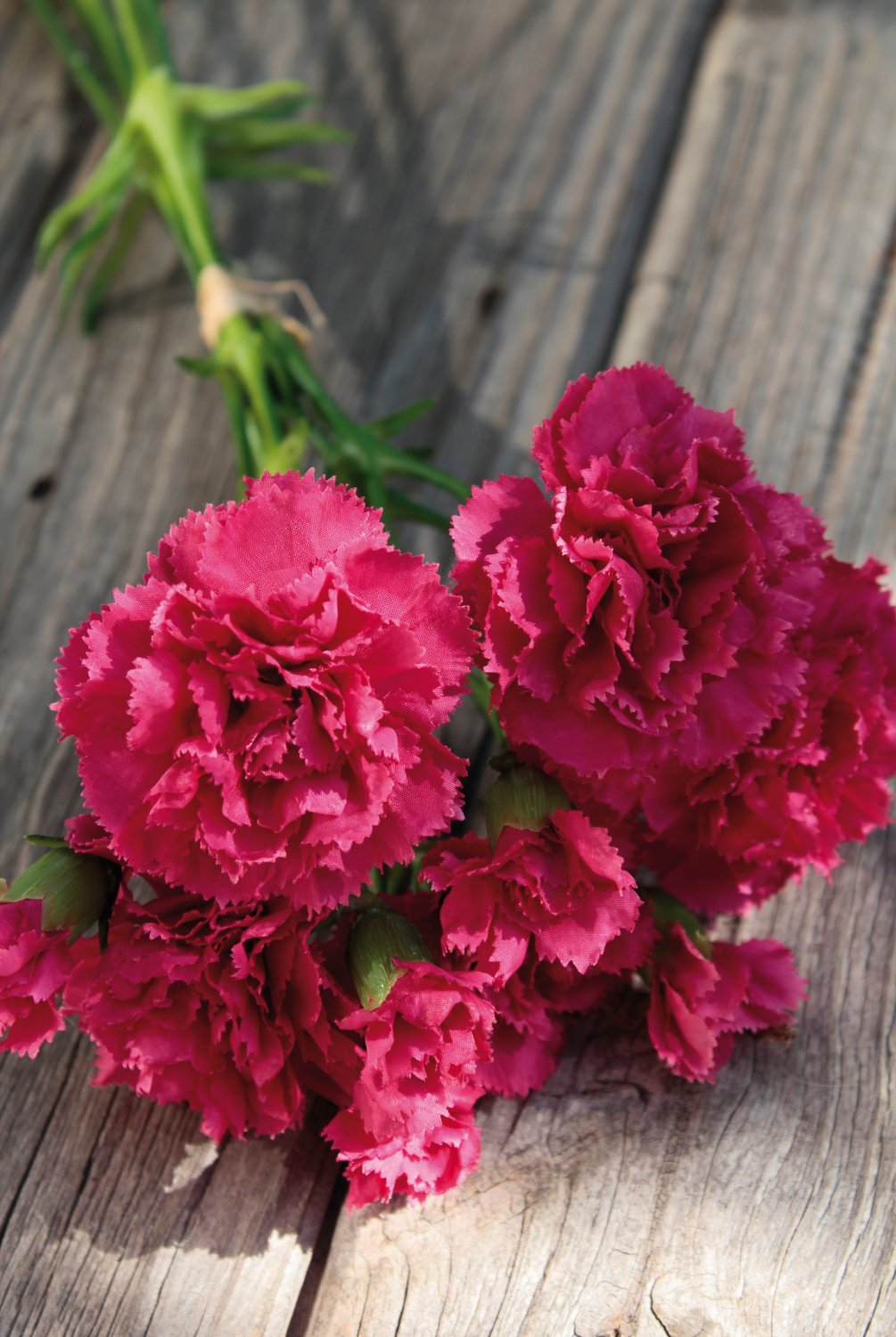 3516 420 a2 Гвоздика искусственная, 30 см, вишня H-andreas 