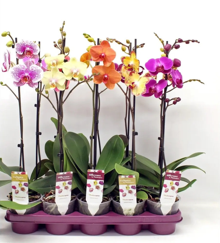 Santreyd Орхидея Фаленопсис — изящная бабочка в вашем интерьере 86750207