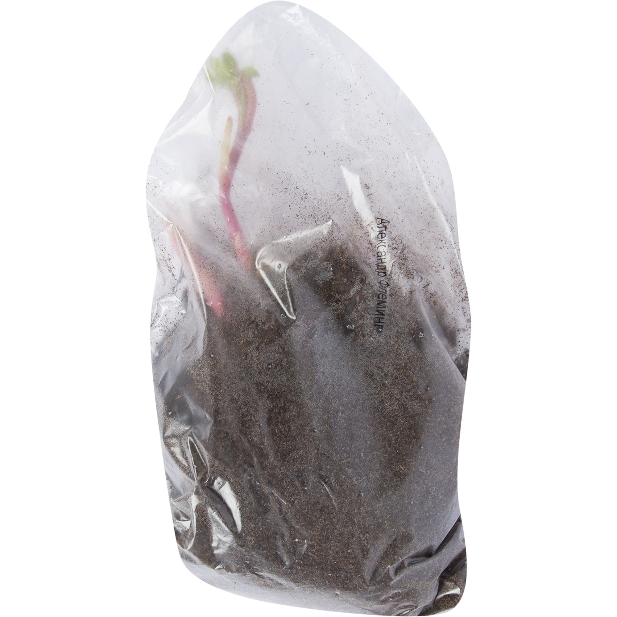 82319601 Пион молочноцветковый «Александр Флеминг», размер луковицы I Santreyd  - Вид №1