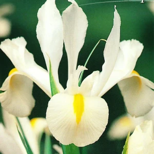 Ирис «White Excelsior», 6х7 см 13065188 STLM-2096863