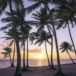 SH022-VD2-Palmtrees-on-Beach Фотообои Komar Stefan Hefele 2.5х2 м