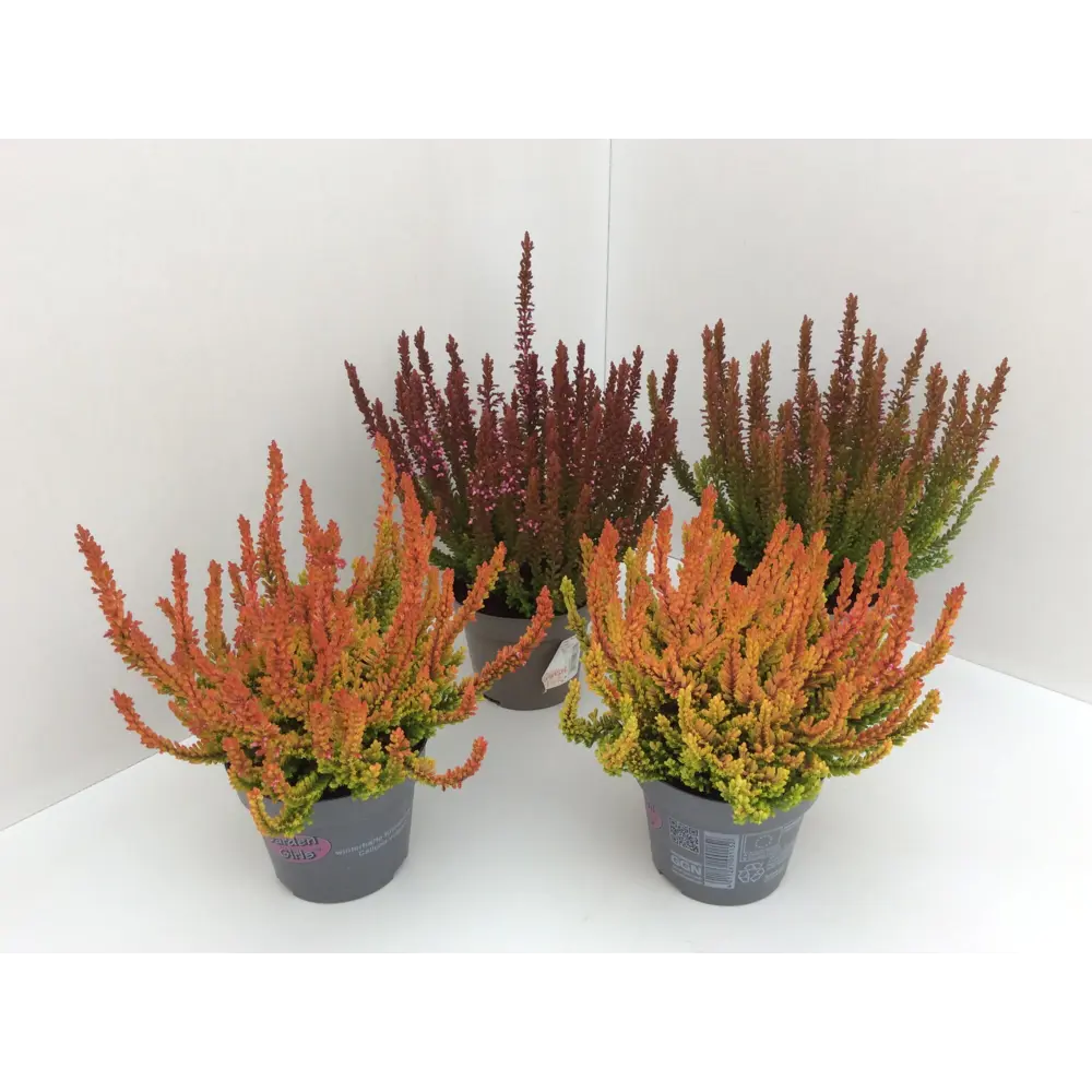 Santreyd Вереск Сансет Герлз - вечнозеленый кустарник с разноцветной листвой 89383109 STLM-1424841