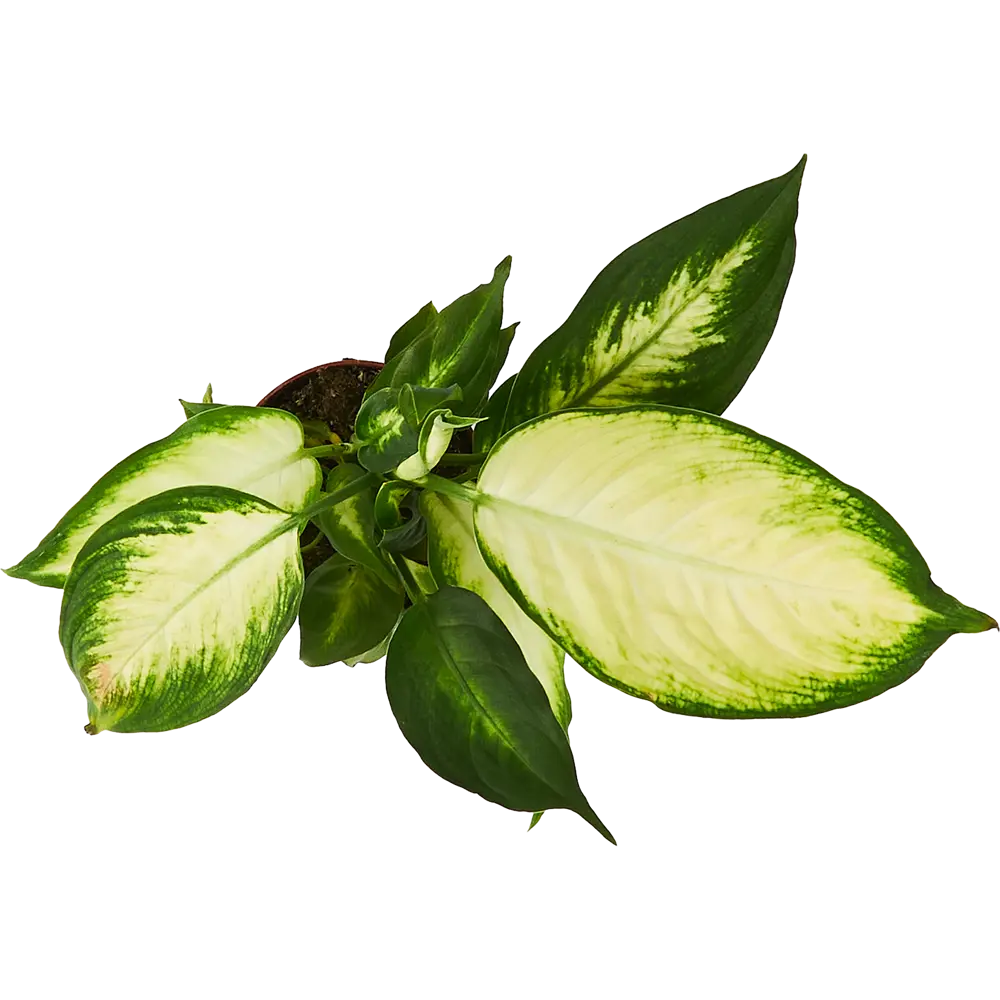 Диффенбахия Камилла от Santreyd — элегантное украшение интерьера 85324966 STLM-0061530 - Вид №2