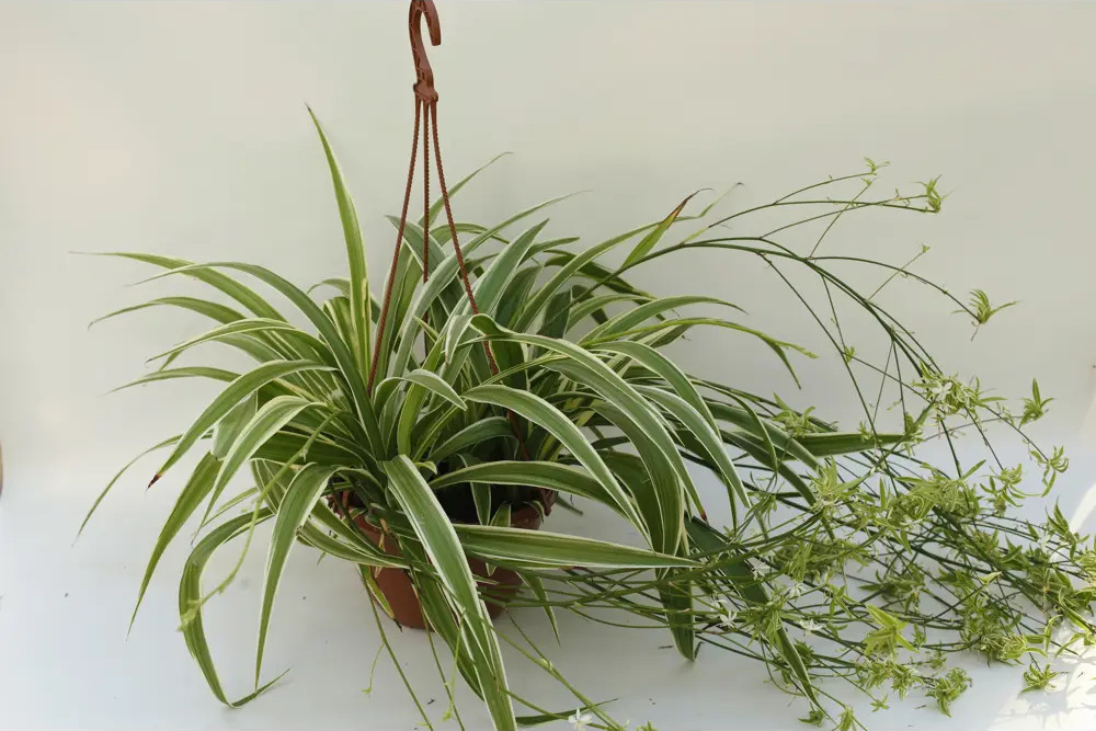 Santreyd Хлорофитум Вариегата — изящное комнатное растение в кашпо 89338393