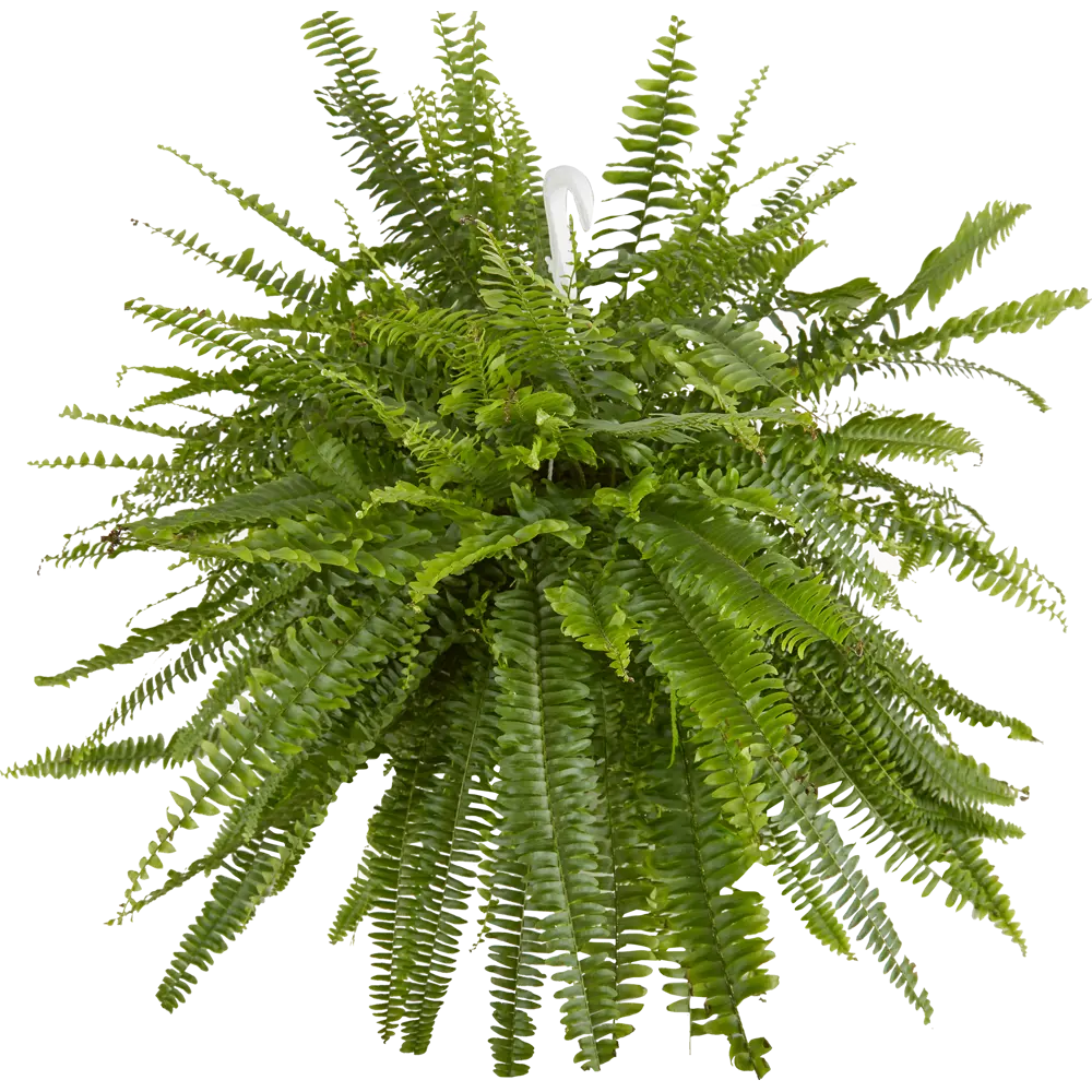 Santreyd Нефролепис Соната — природный очиститель воздуха для интерьера 12500803 STLM-0956130 - Вид №1