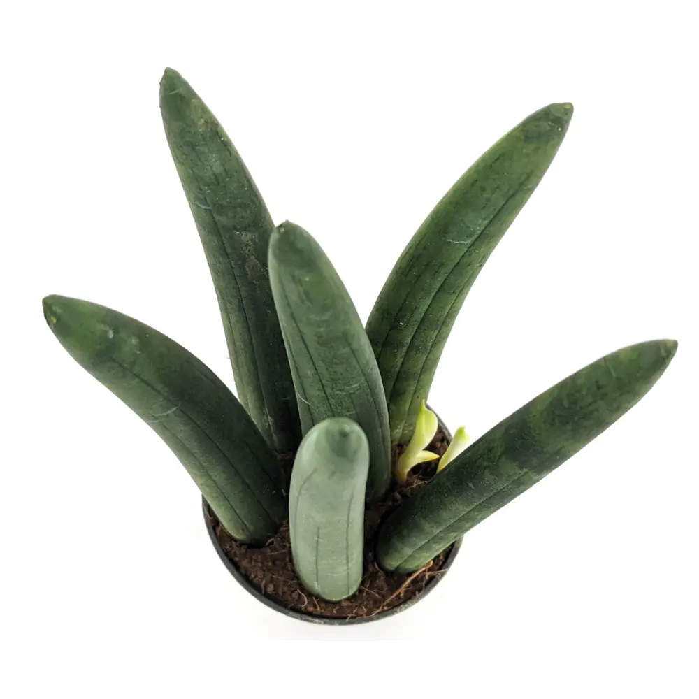 Santreyd Сансевиерия Цилиндрика — изящный суккулент с вертикальными листьями 83673166 STLM-0043310 - Вид №1