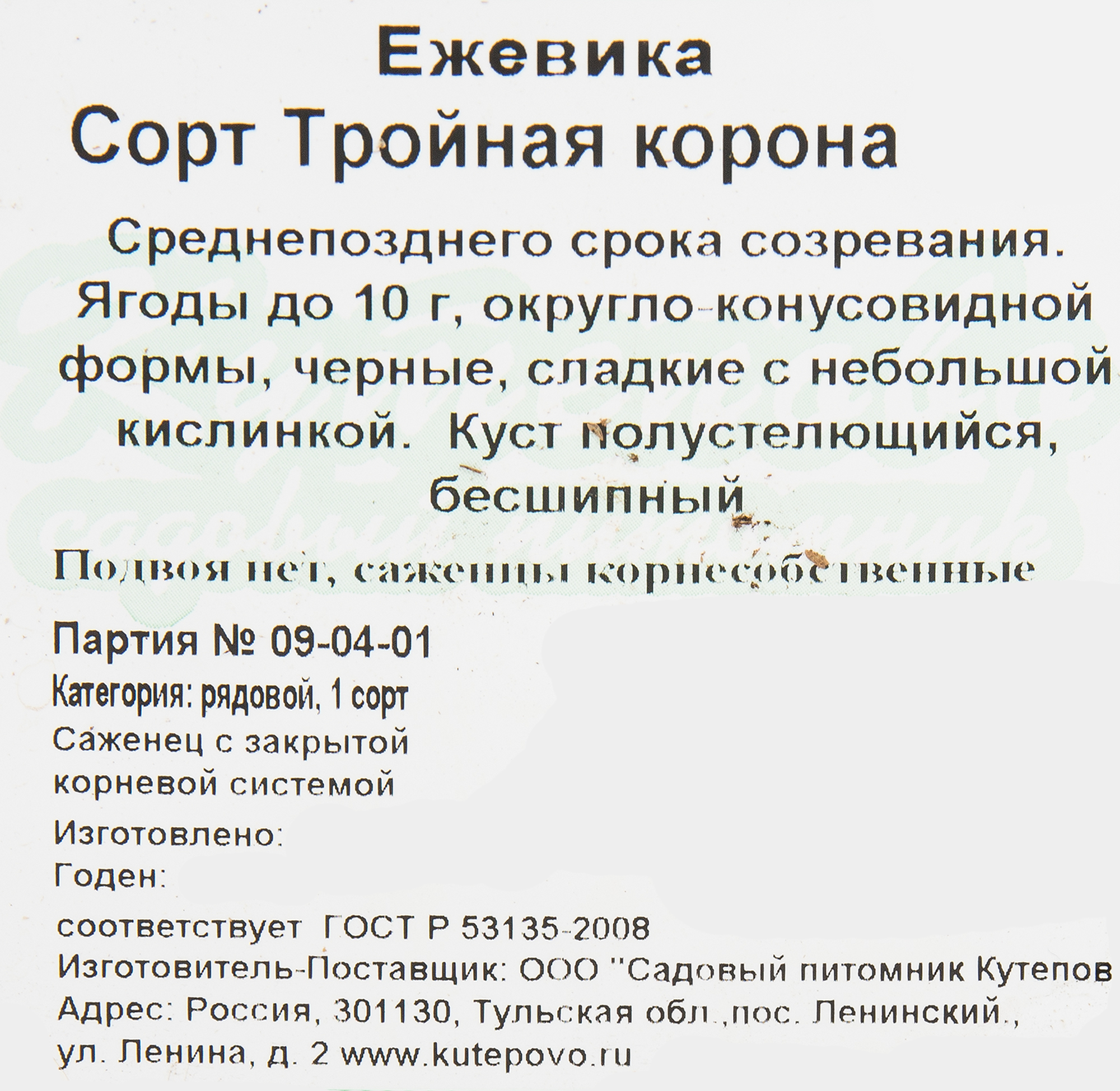 Саженец ежевики «Тройная Корона» Santreyd 82597072 STLM-0030988 - Вид №1