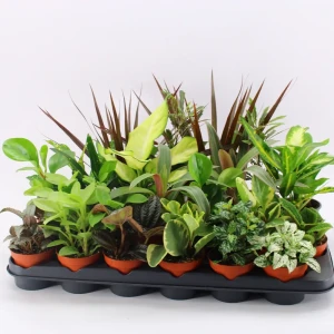 Растение Плант микс Santreyd ø9 h35 см - готовое решение для озеленения 89399214