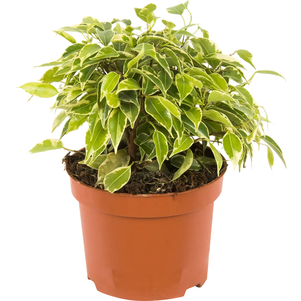 Фикус Бенджамина Кинки от Santreyd — миниатюрное деревце с пестрой листвой 13987481 STLM-0004147