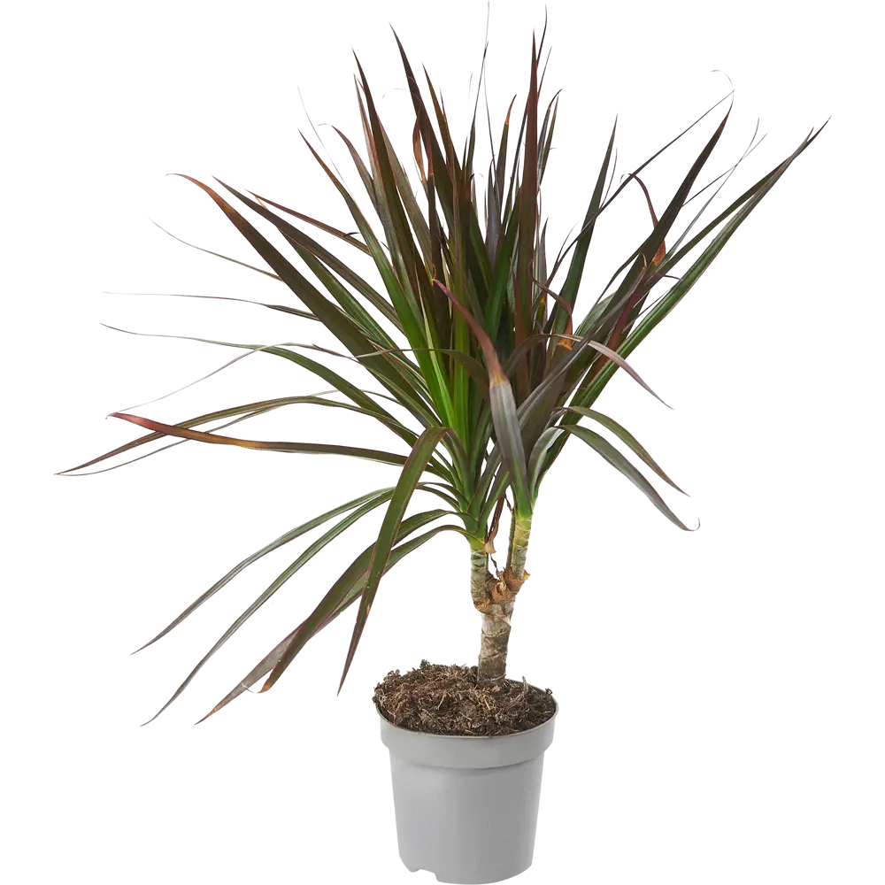 Santreyd Драцена Маргината Грин — изящное тропическое растение с перьевидной листвой 85324834 STLM-0061448 - Вид №1