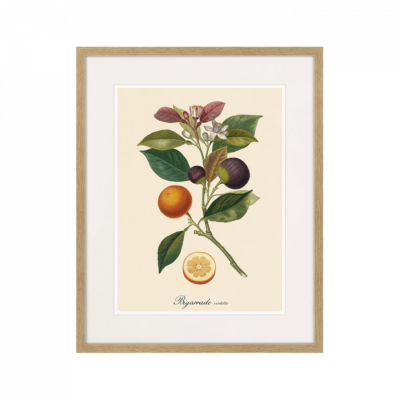 Литография на тонированной бумаге 52х42 см Juicy fruit lithography №11, 1870г. КАРТИНЫ В КВАРТИРУ  264437 Белый;коричневый;разноцветный  - Вид №1