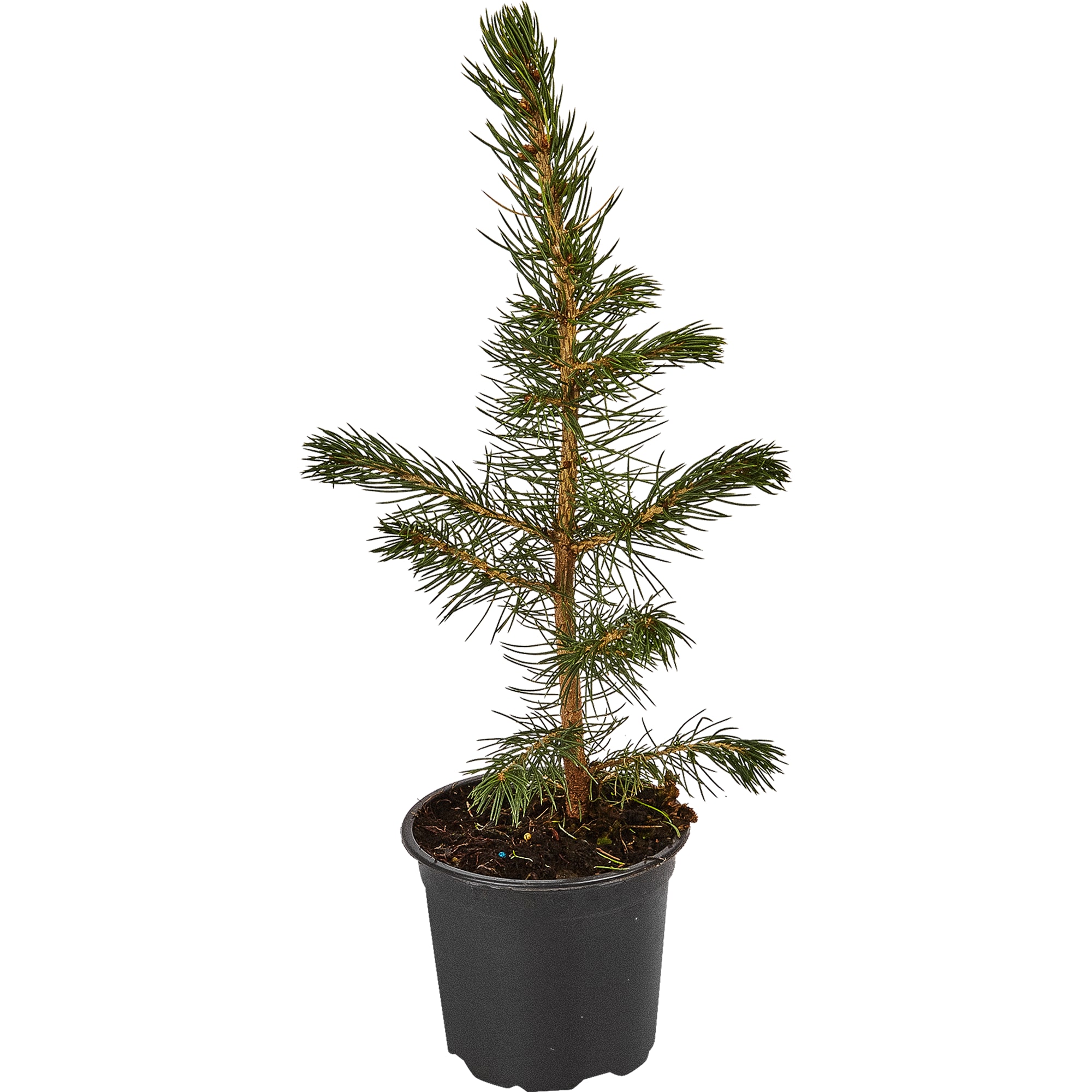 82601661 Ель колючая «Мисти Блю» 10x15 см Santreyd 