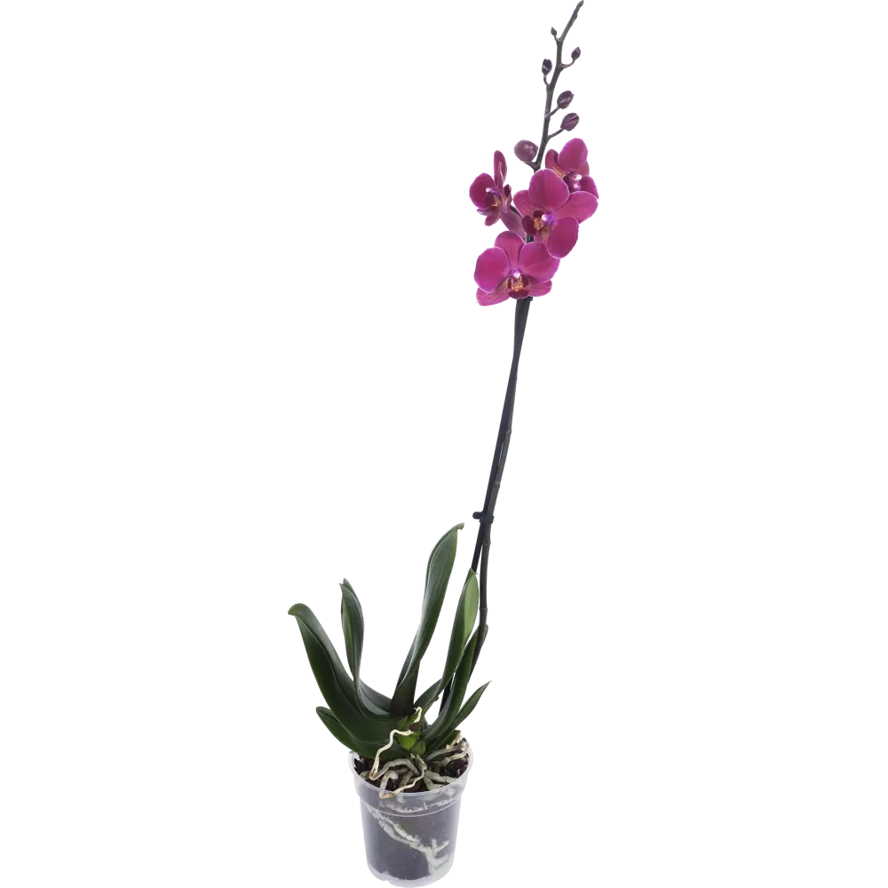 Santreyd Орхидея Фаленопсис Экстра - изысканное украшение интерьера 13974277 STLM-0004094 - Вид №1