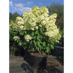 Гортензия метельчатая Фантом ø38 h80 - 100 см