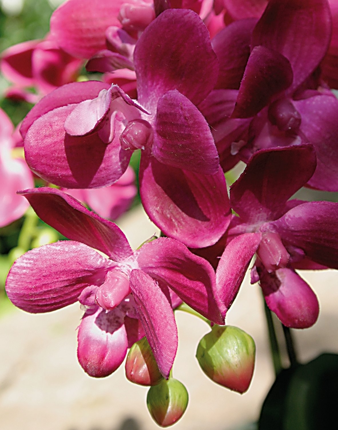 2609 420 a3 Пластиковая орхидея Phalaenopsis, 3-х кратная, в миске, 38 см, real touch, вишня H-andreas  - Вид №6