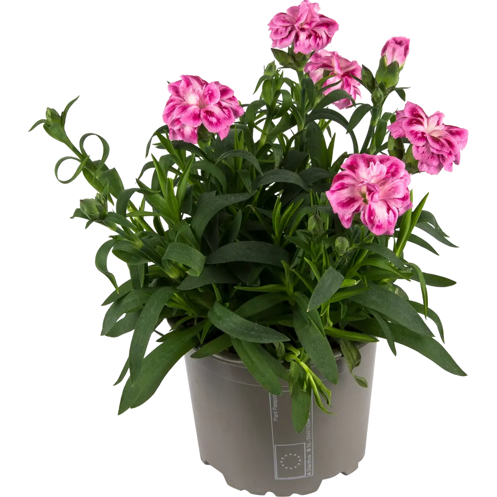 Гвоздика розовая 12x22 см 82141739 STLM-2042772 Santreyd 