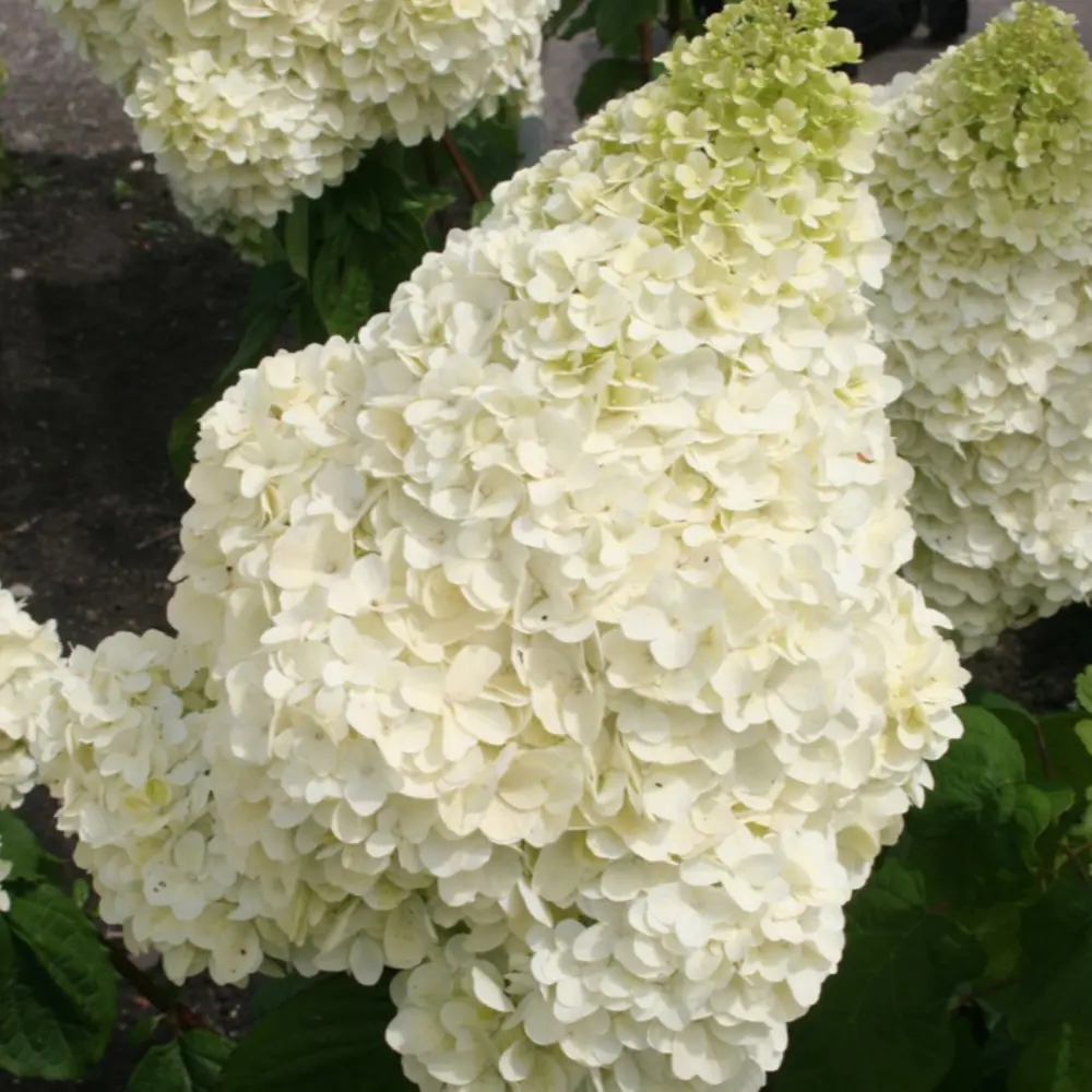 Гортензия метельчатая Полар Бир - многолетний декоративный кустарник 89427987 Santreyd STLM-1580428 - Вид №2