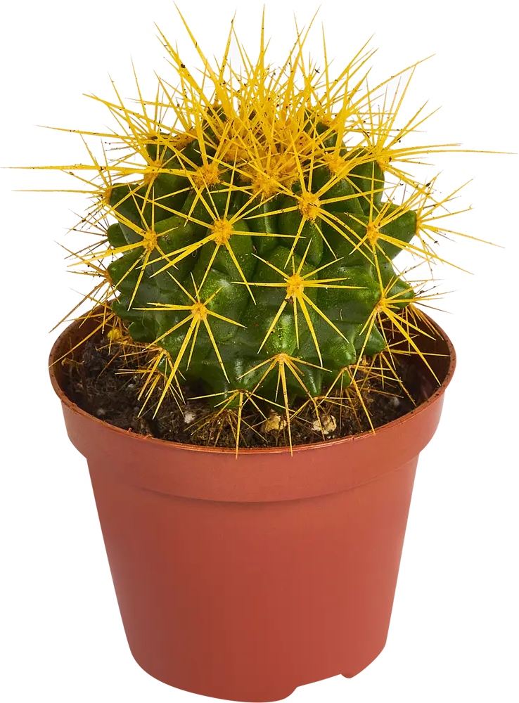 Santreyd Эхинокактус Грузони Радуга - живой шар с золотистыми колючками 84450779
