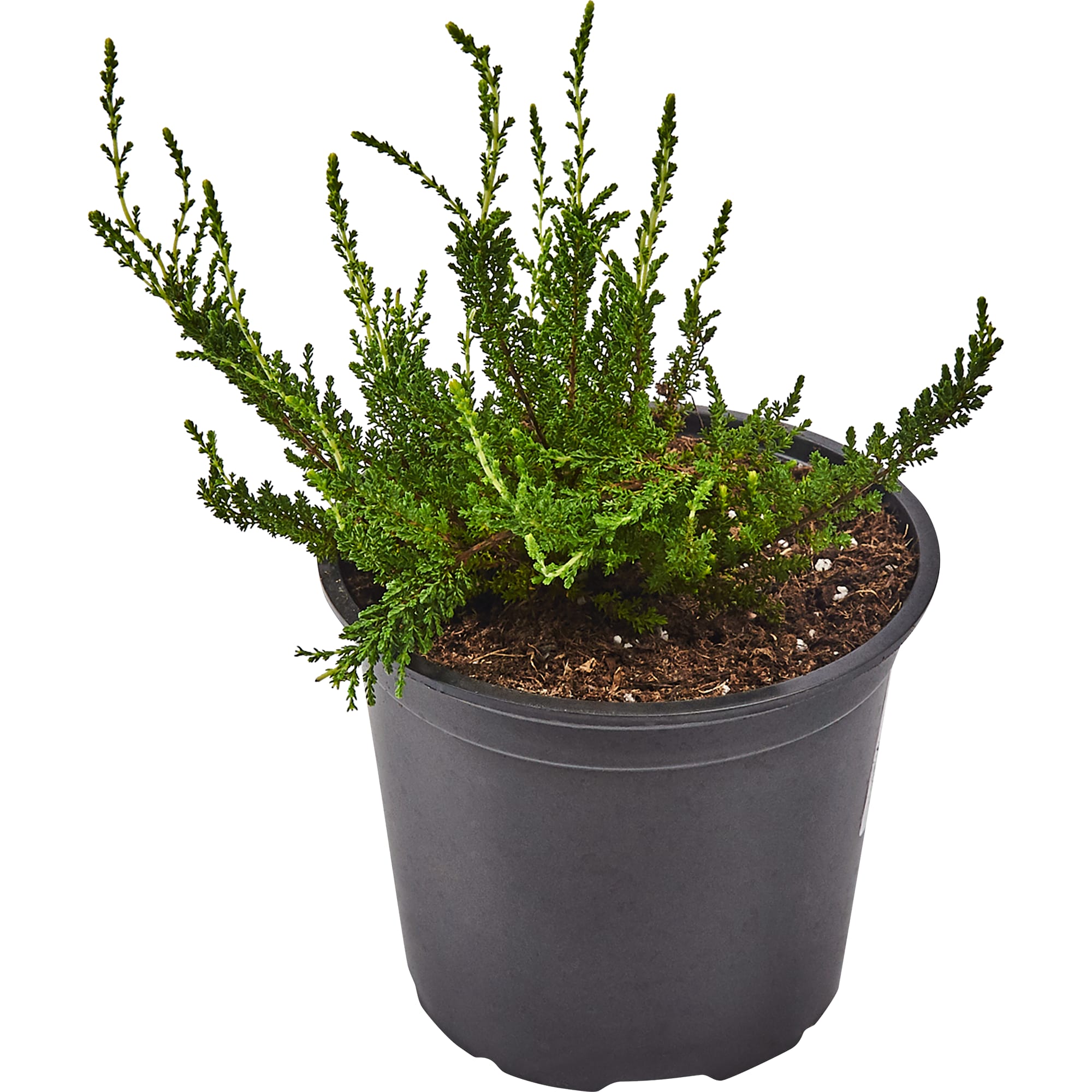 82585334 Вереск микс 15x30 см Santreyd 