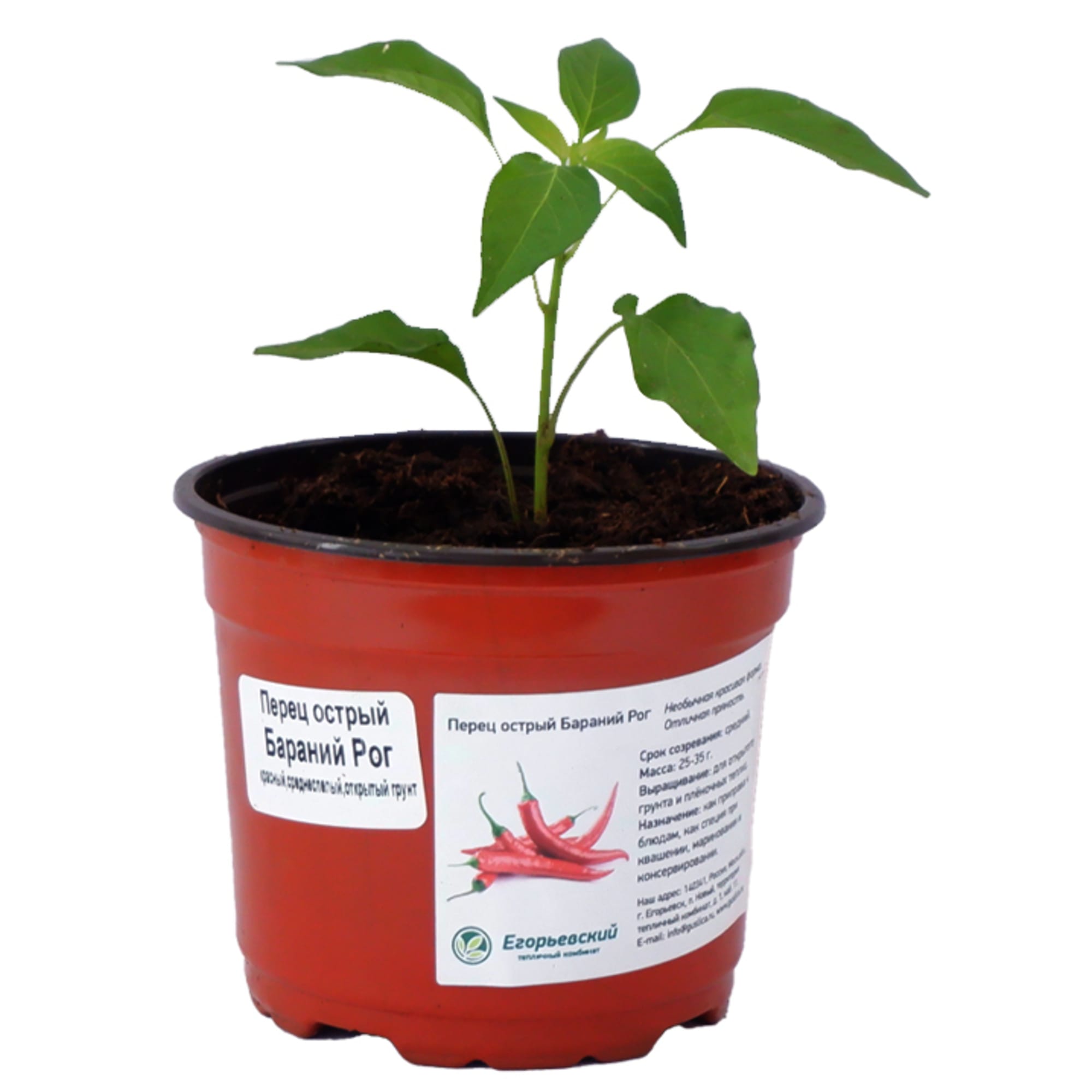 86646575 Перец острый микс ø12 h15 см Santreyd  - Вид №1