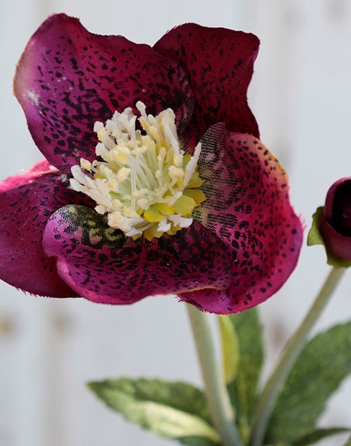 2577 499 a2 Пластиковая рождественская роза, 32 см, антично-темно-красная H-andreas  - Вид №1