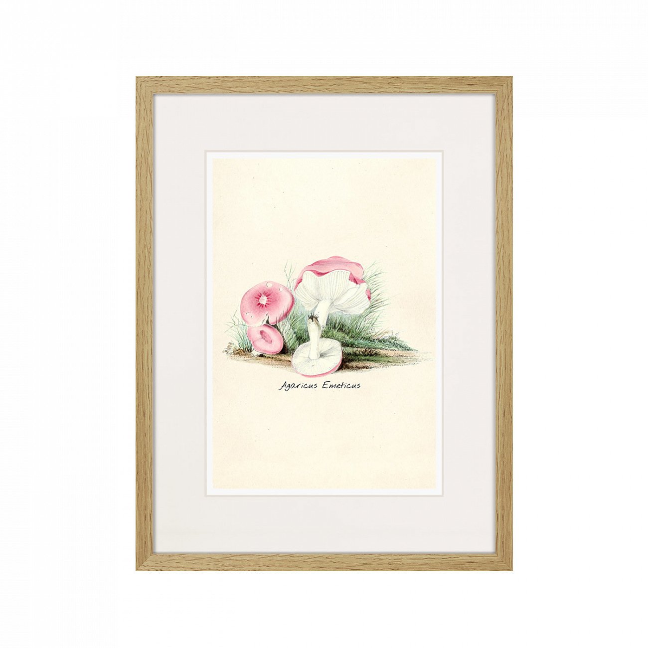 Литография на тонированной бумаге 42х32 см Botany illustration №6, 1836г. КАРТИНЫ В КВАРТИРУ  264506 Белый;коричневый;разноцветный  - Вид №1