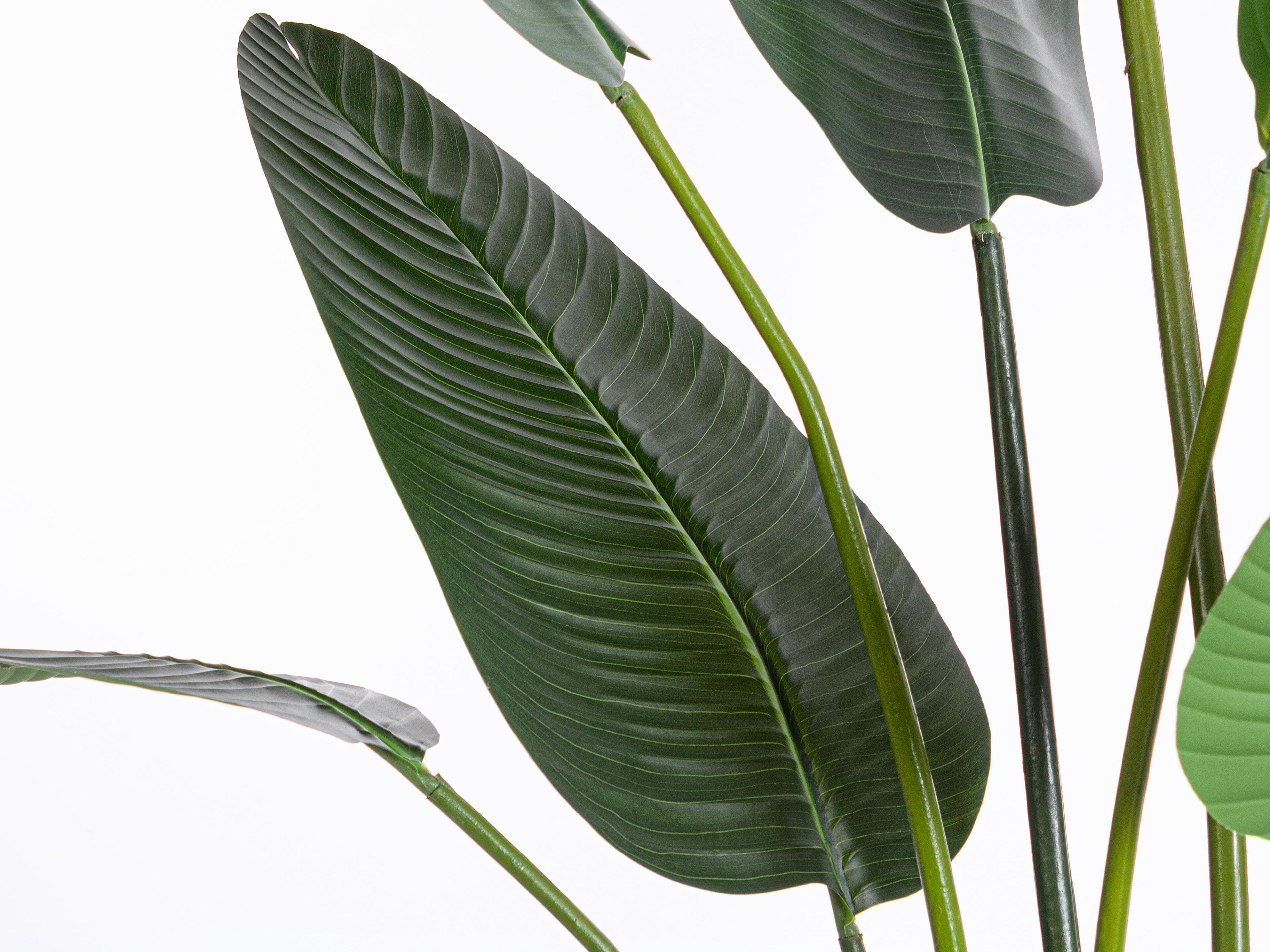 Искусственное растение BIZZOTTO STRELITZIA H235 ARCH-00121297 - Вид №1