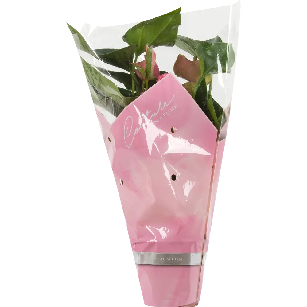 Santreyd Антуриум Андре микс - живое украшение интерьера 14032433 STLM-0004209 - Вид №2