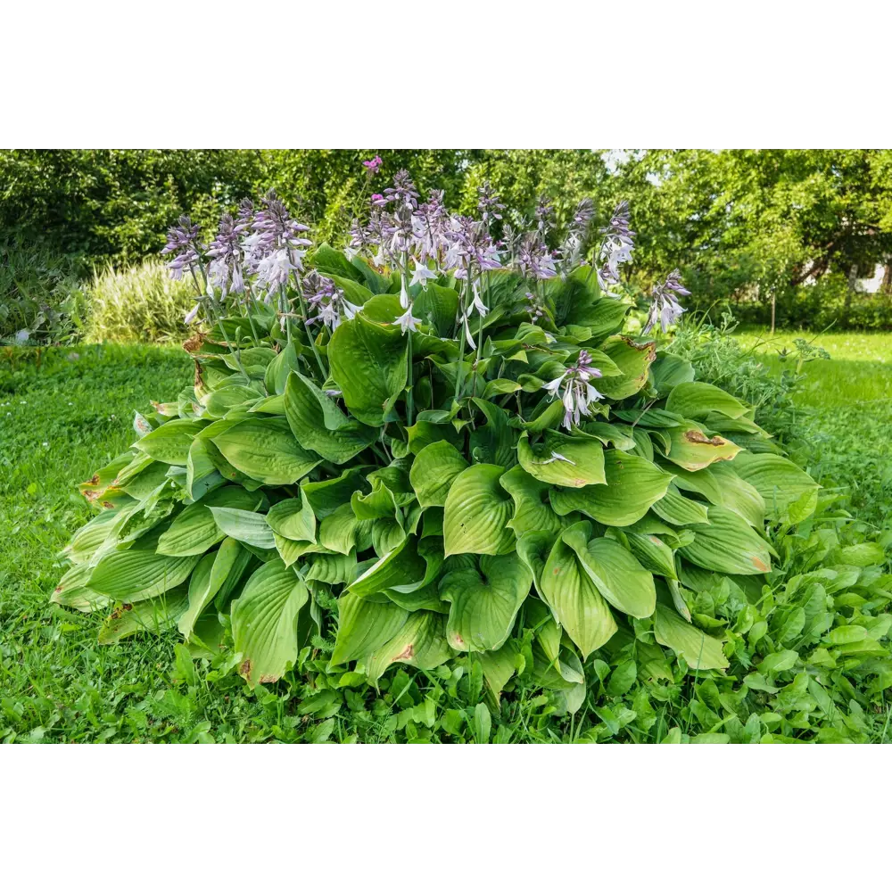 Хоста подорожниковая ø15 h20 см PLANTMARKET STLM-2084192