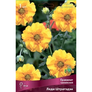 Гравилат чилийский Леди Штратэдэн