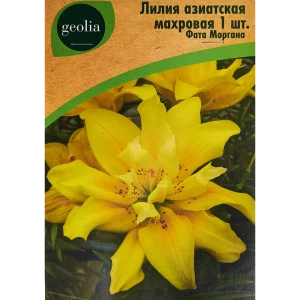 Лилия GEOLIA Фата Моргана - азиатская махровая с красными точками 86408618