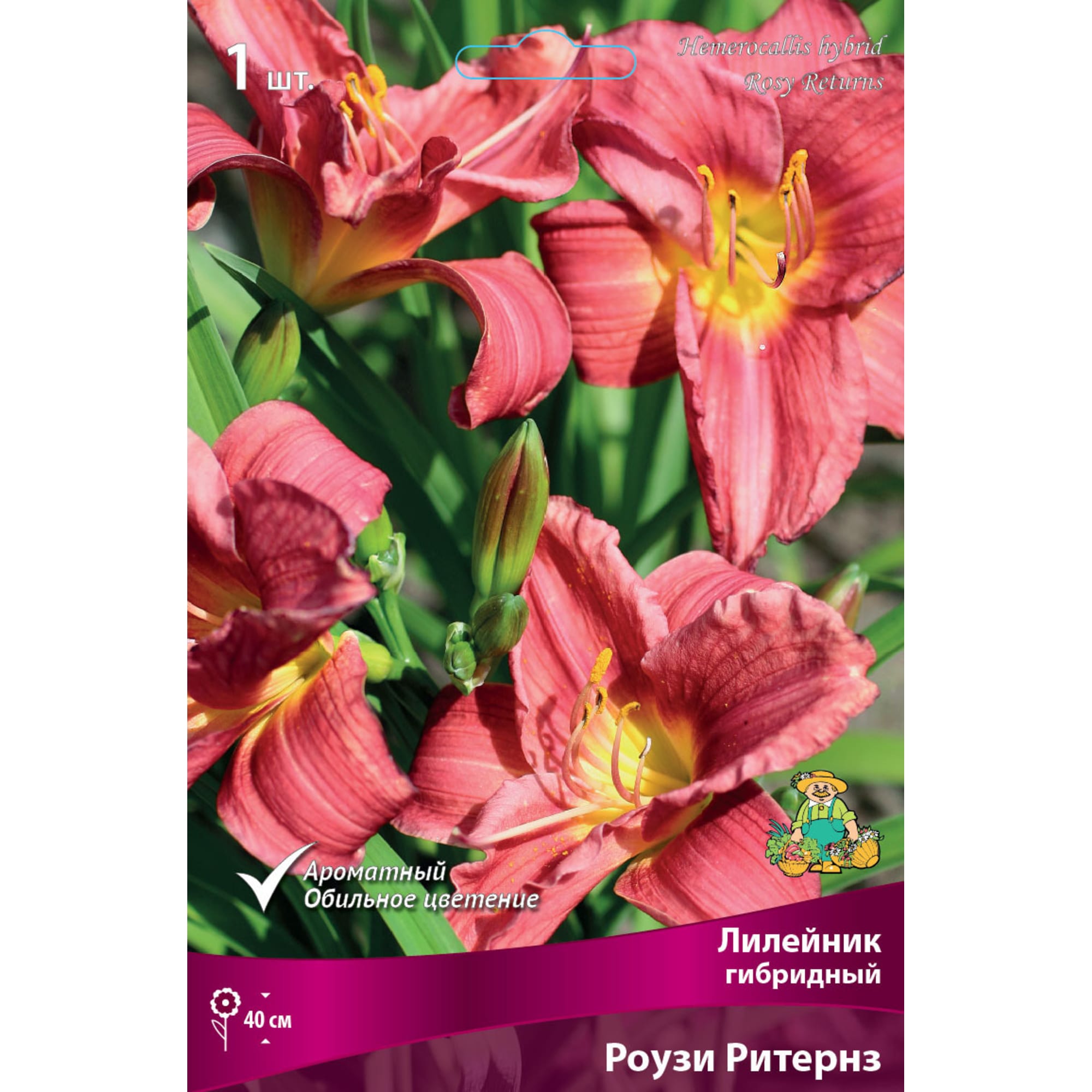 82661831 Лилейник гибридный «Роузи Ритернз» разбор I Santreyd 