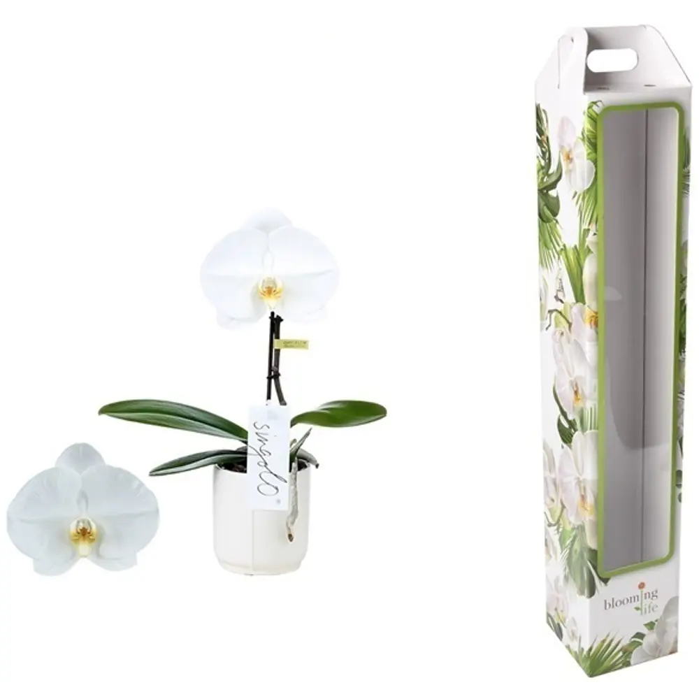 Орхидея Фаленопсис Тоша ø9 h40 см Santreyd STLM-2177449