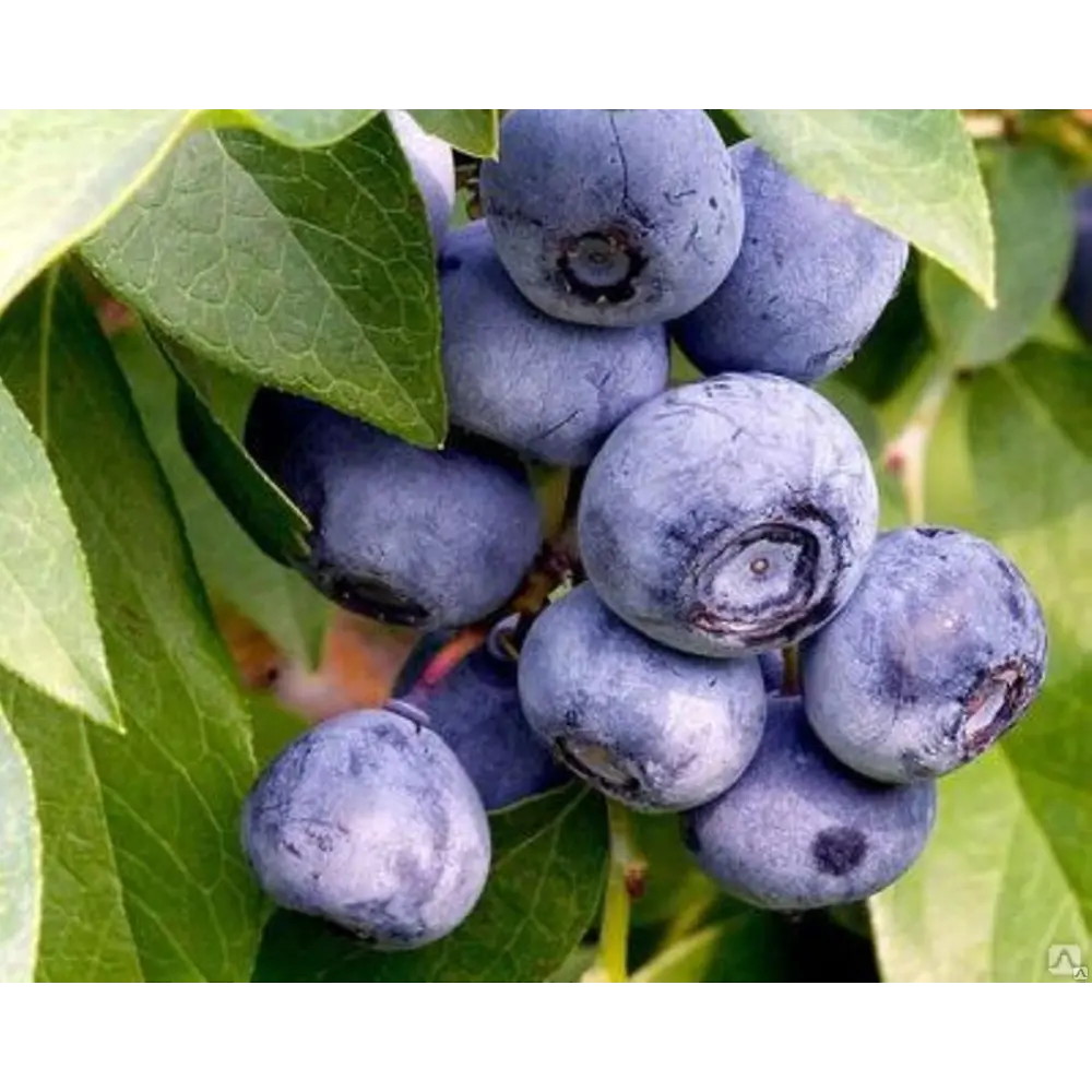 Голубика Мидер ø10 h15 см 84834894 STLM-2134981 PLANTMARKET 