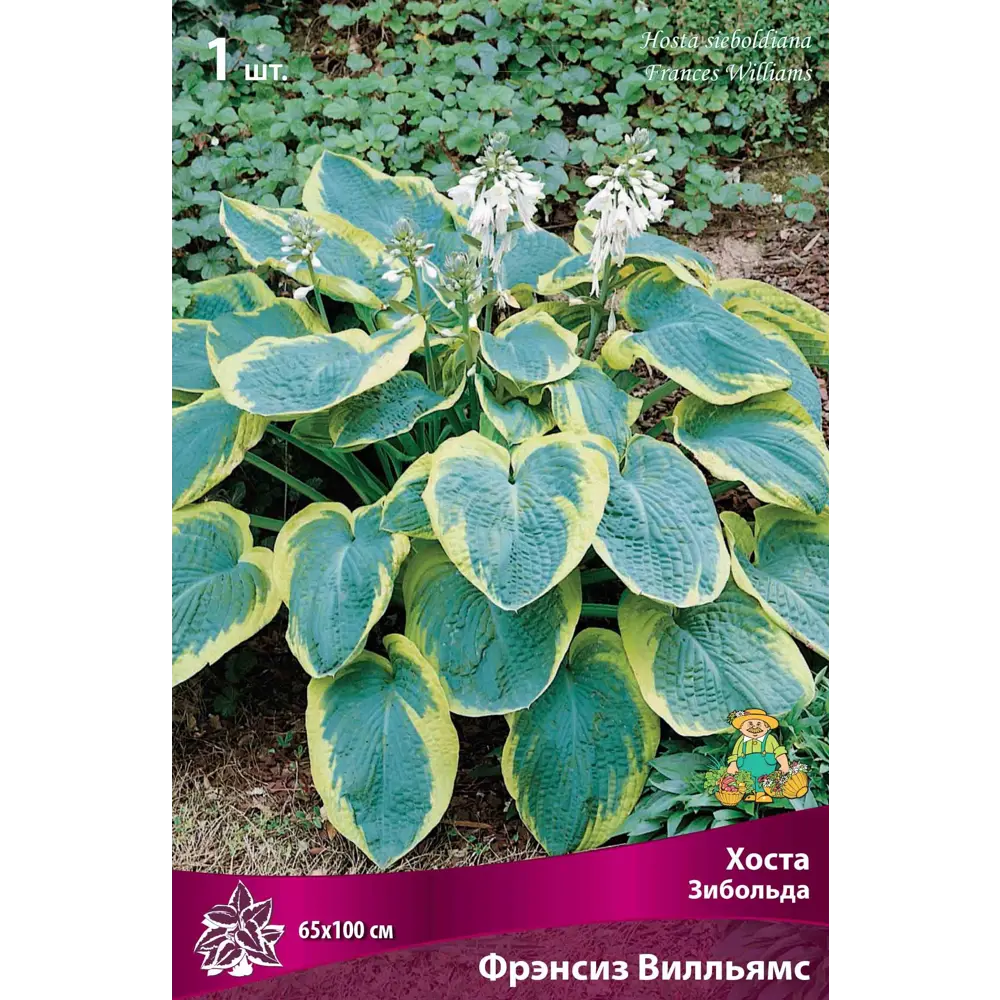 Хоста Зибольда Фрэнсиз Уильямс 82530278 STLM-2069170 Santreyd 